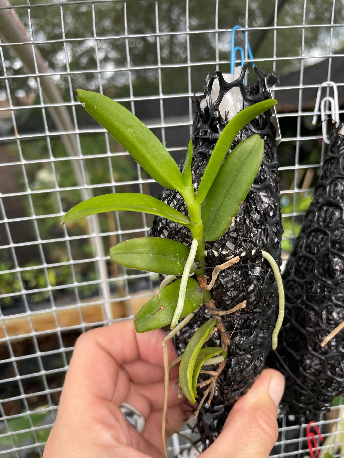 Trichoglottis
'scapigera