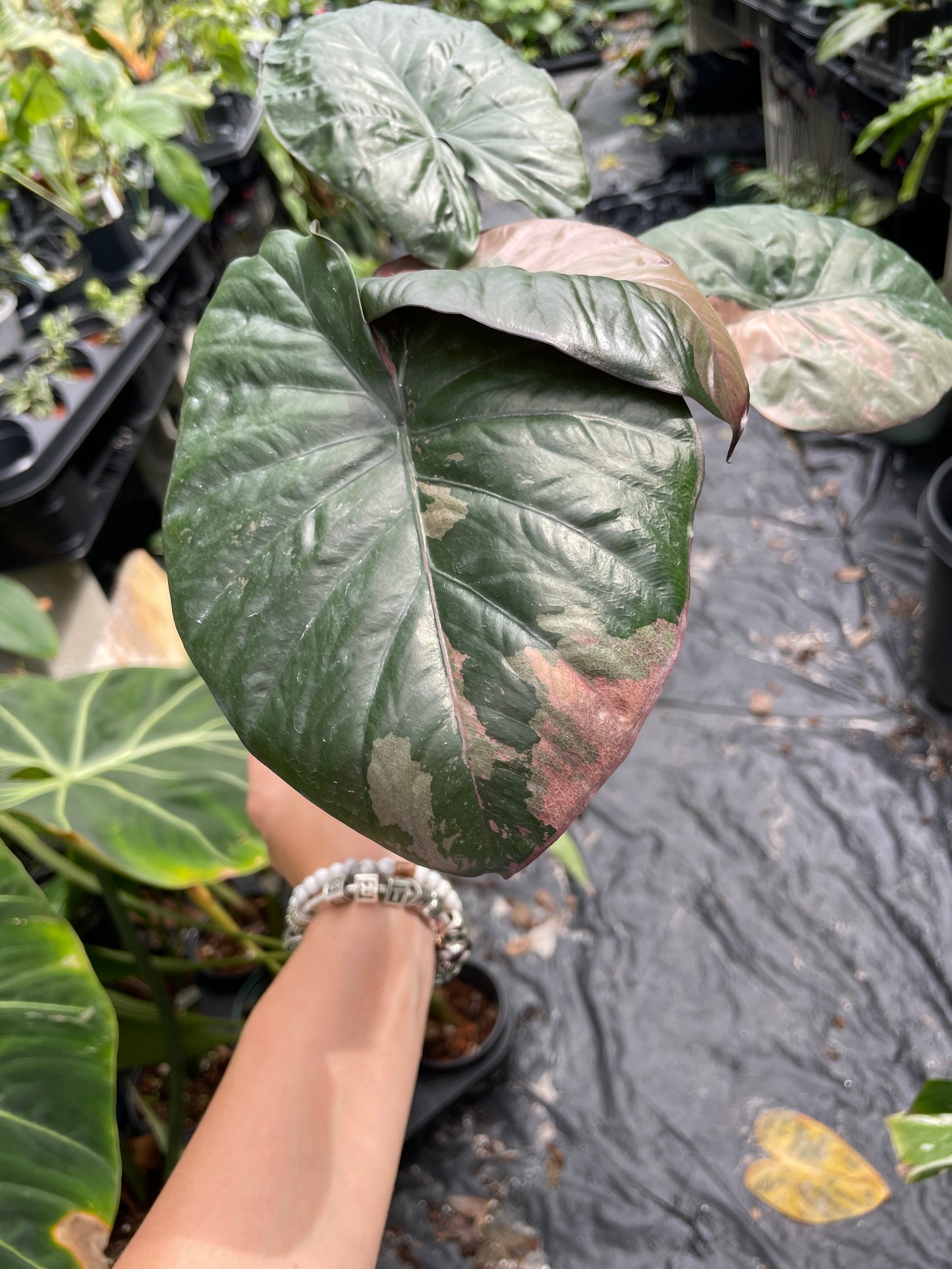 Alocasia serendipity variegated