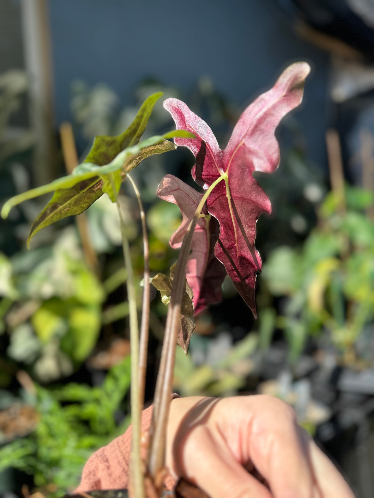 Alocasia Nobilis pink variegated (mother plant)