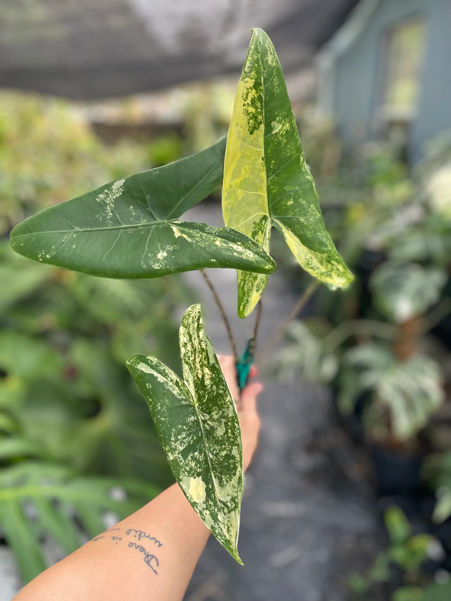 Alocasia zebrina variegated