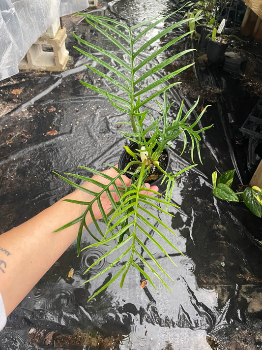 Philodendron tortum