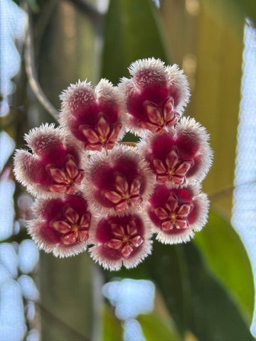 HOYA – Jax's Jungle