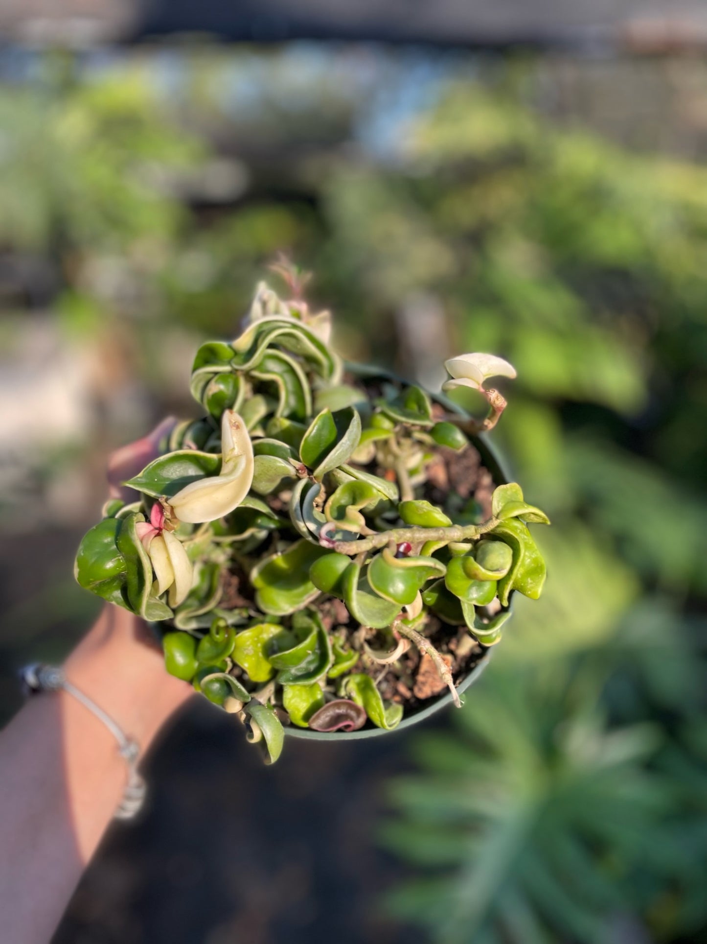 GROWER’S CHOICE: Hoya Compacta Variegated