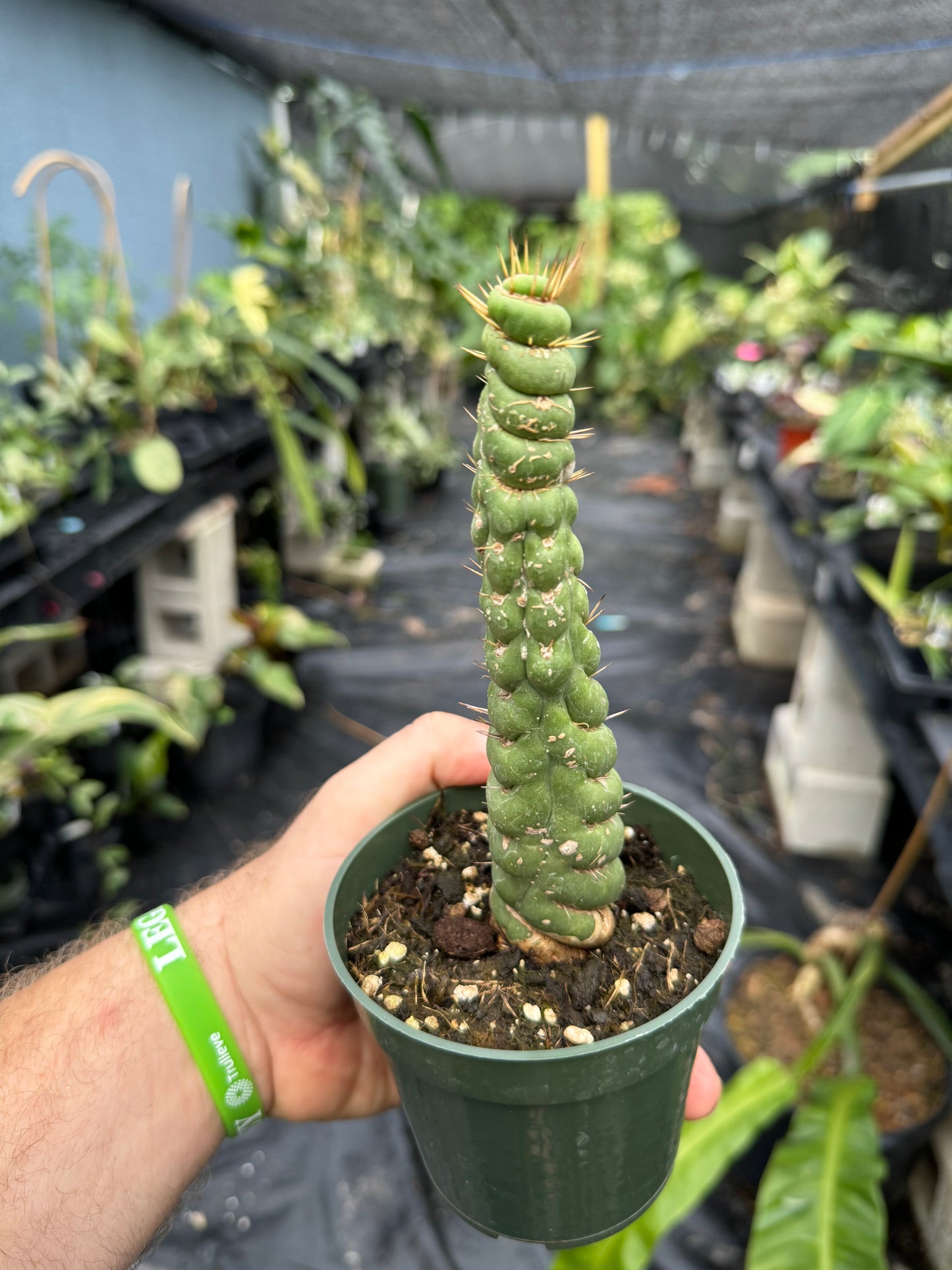 Eulychnia Crastanea Crestata 'Unicorn Cactus'