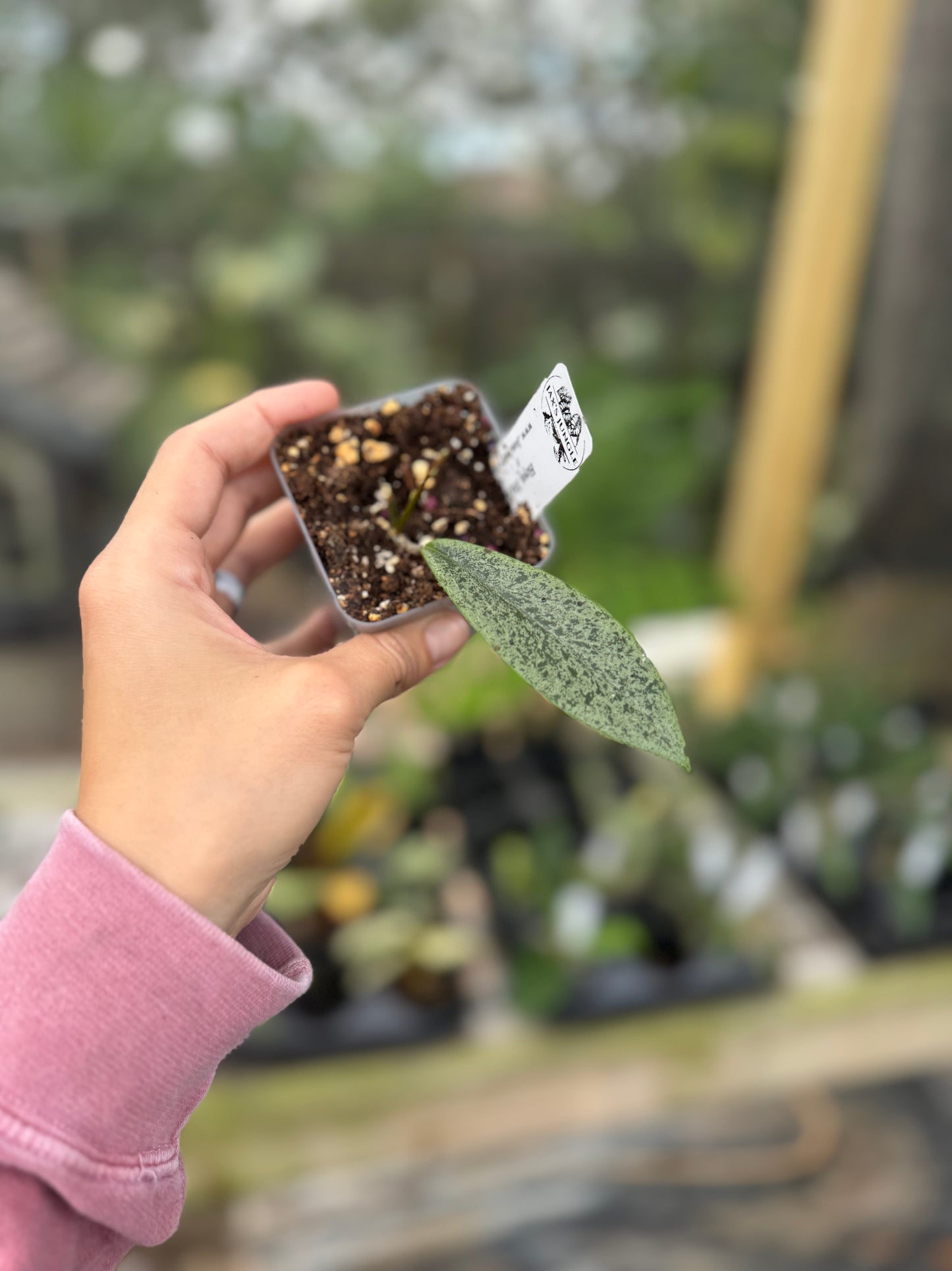 Hoya jita silver (seed 1)