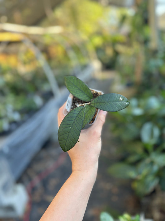 Hoya sp. Gunung Gading