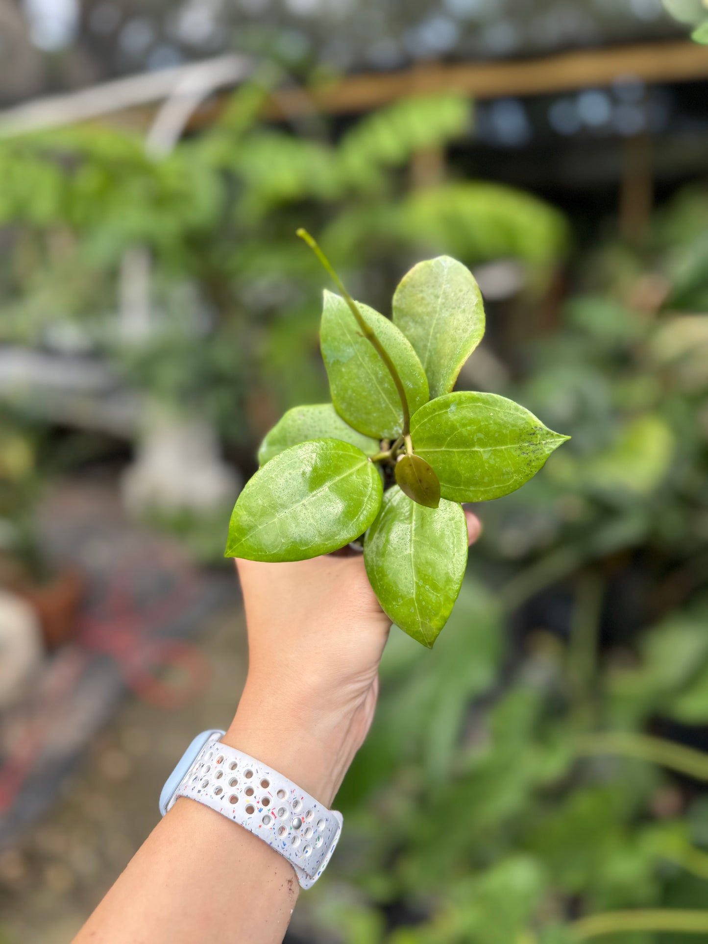 Hoya Dolichosparte Pink Flower Sp Selayar