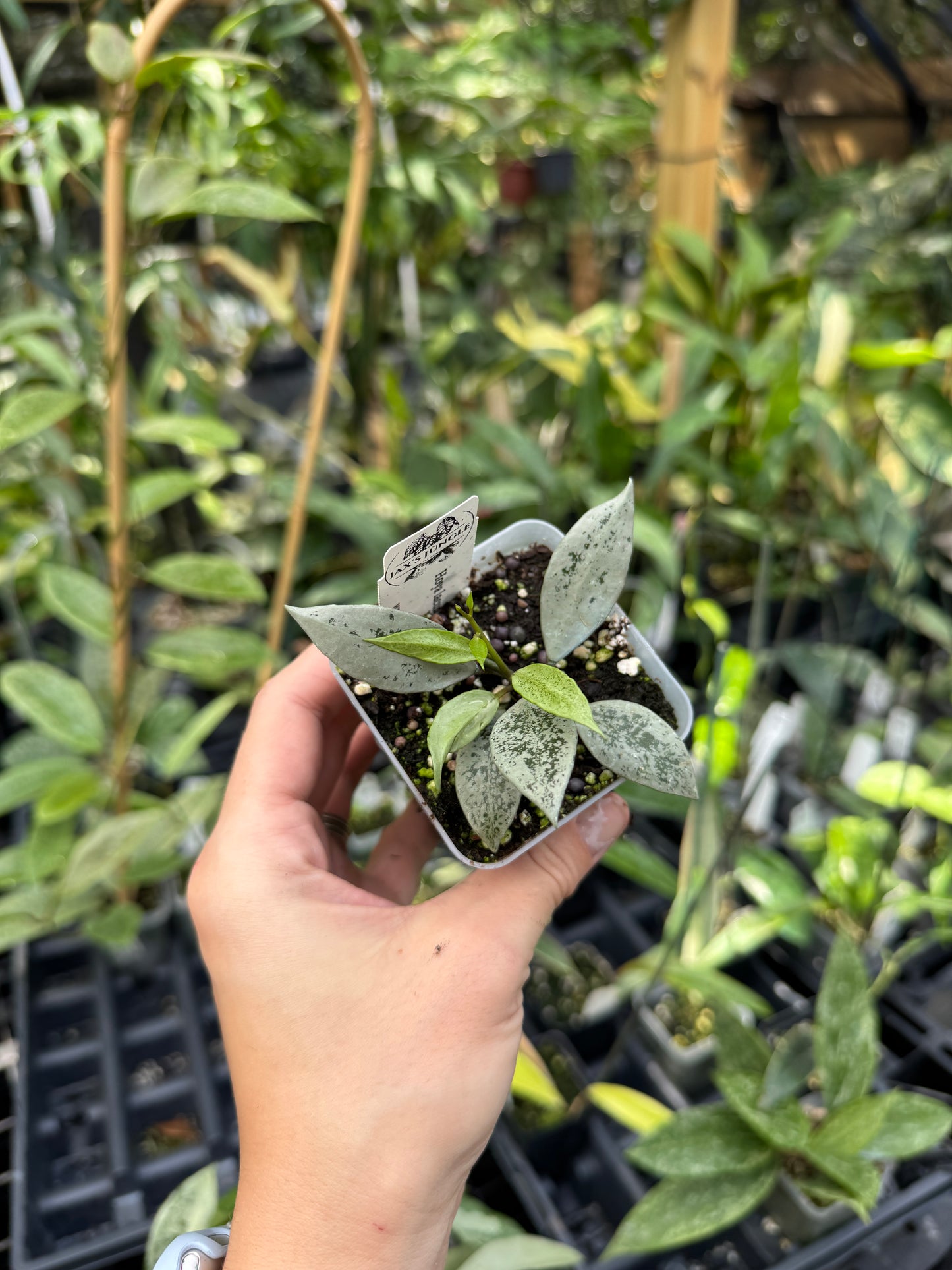 Hoya lacunosa ‘Leopard Skin’