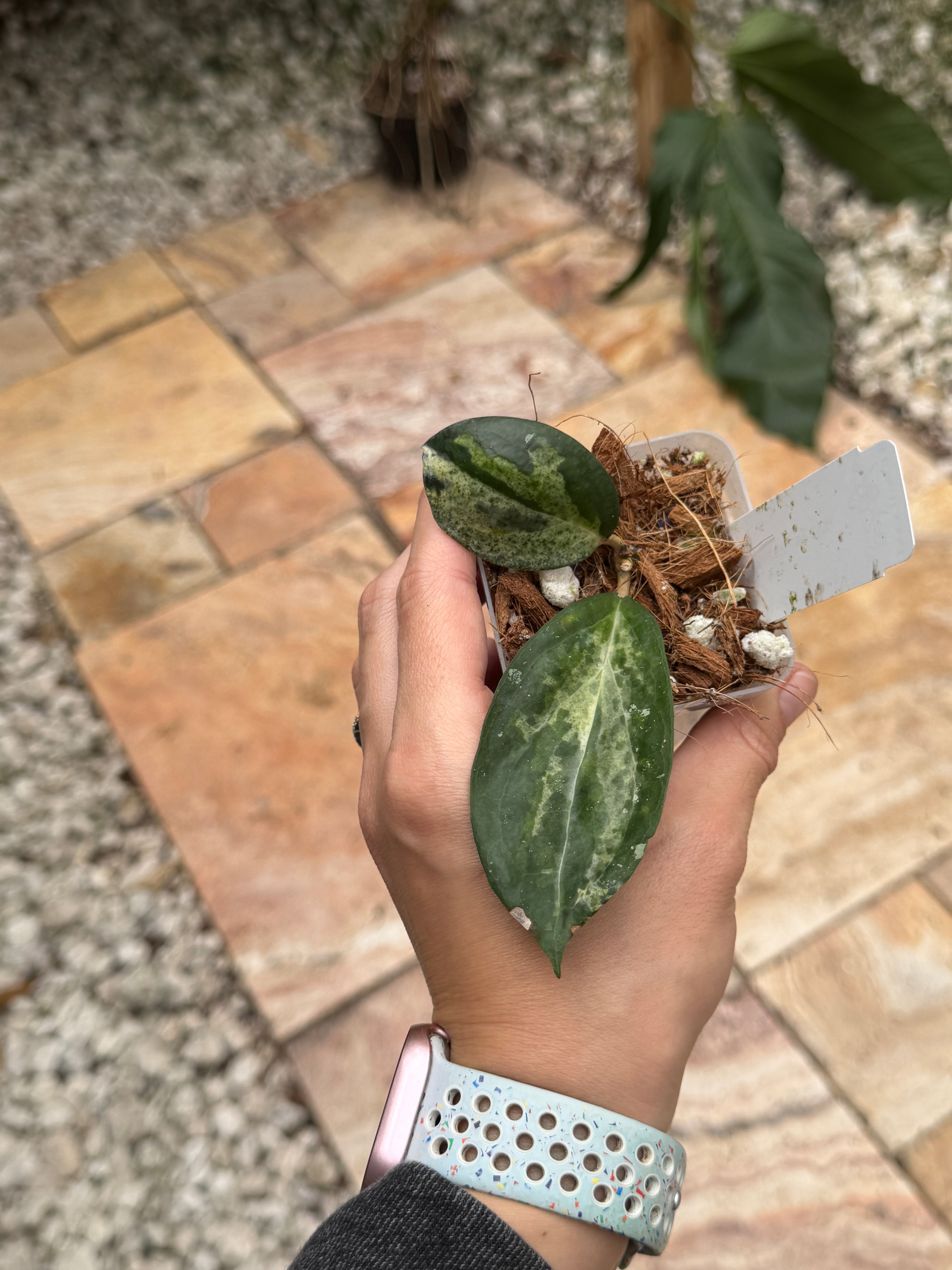 Hoya 'Swiffers Mirage' – Jax's Jungle