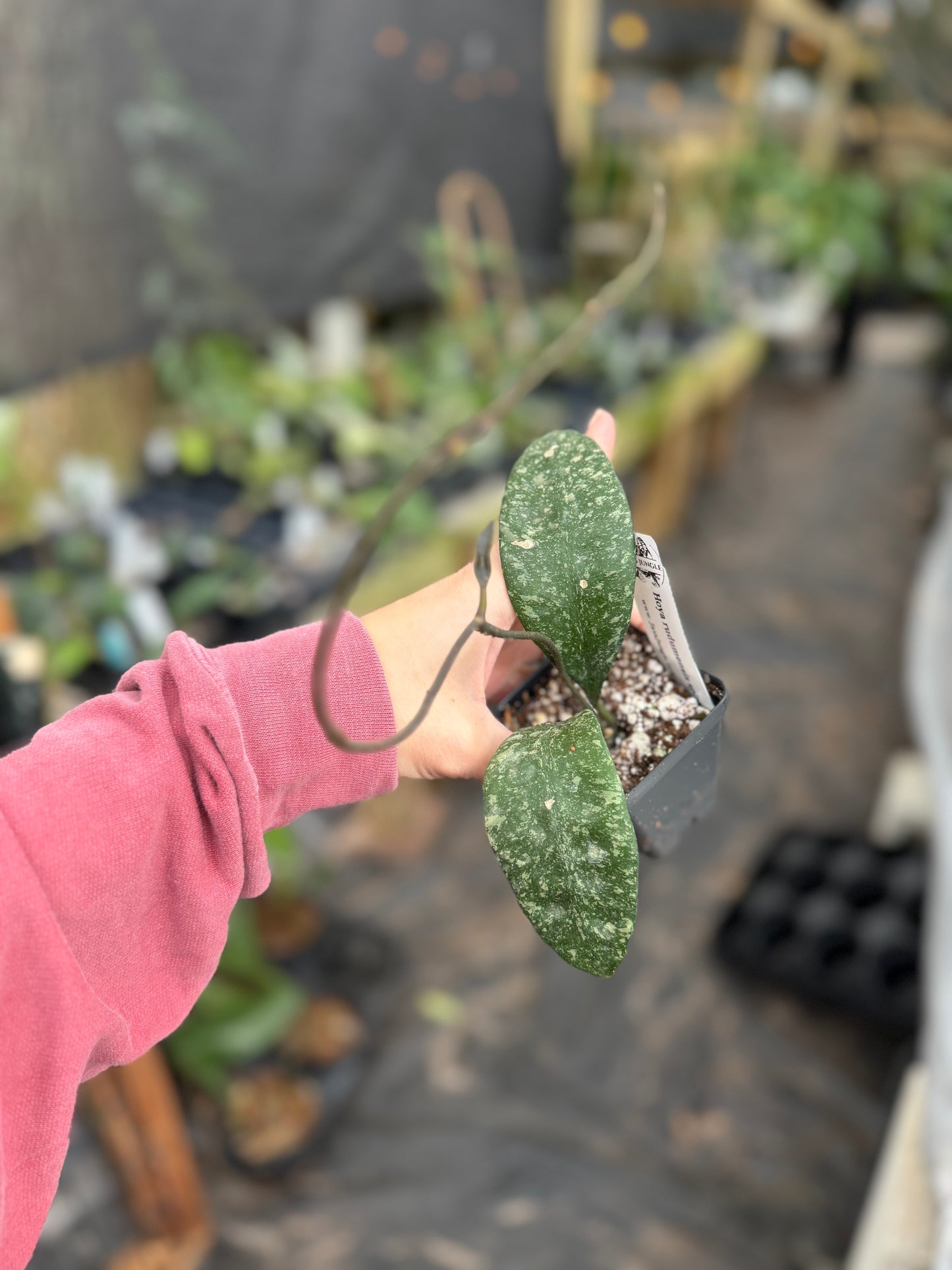 Hoya rundumensis (splash)