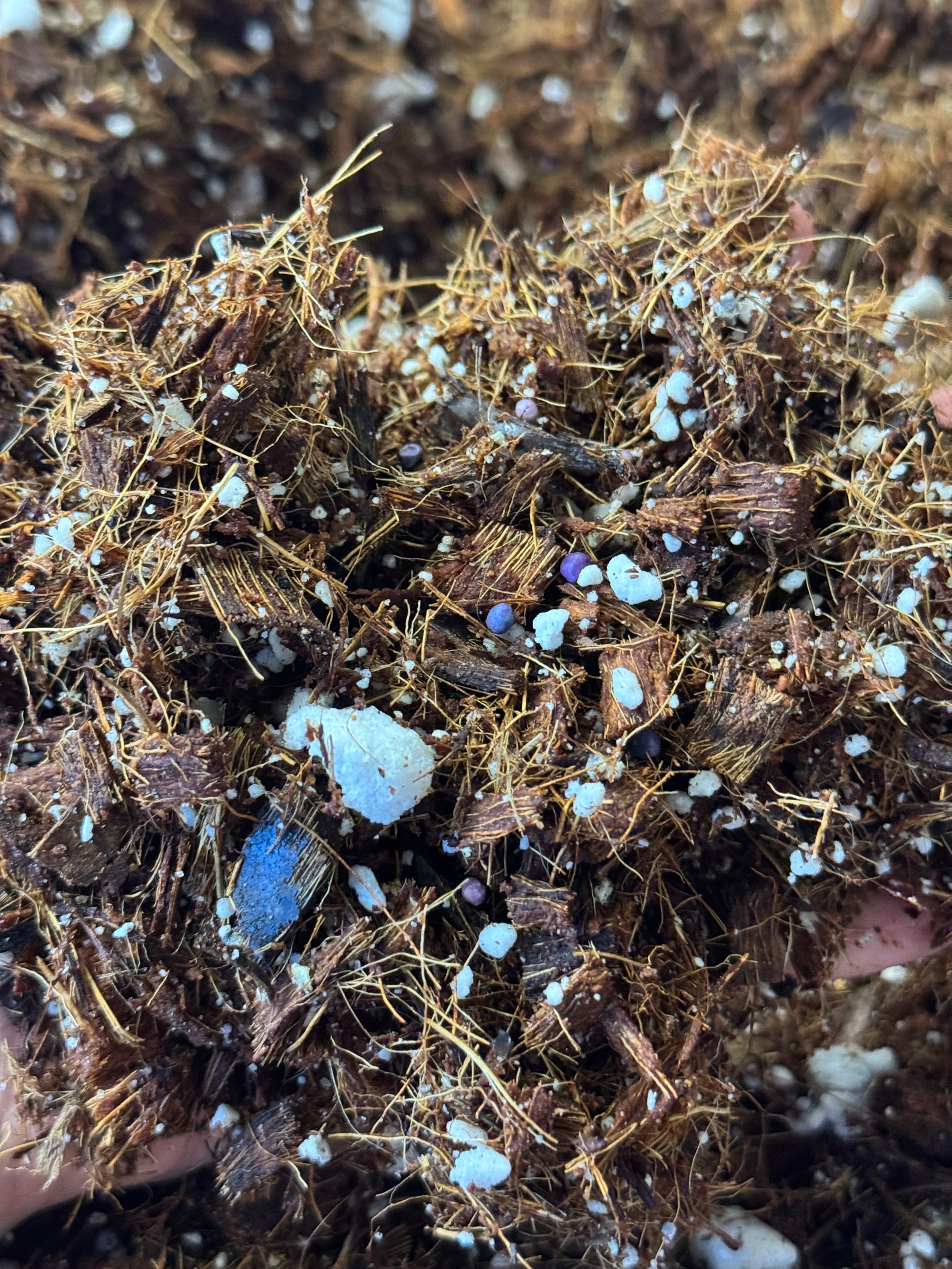 Hoya coco blend!