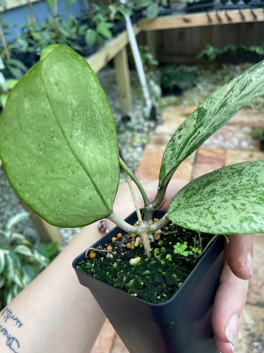 Hoya Michele ‘splash’ – Jax’s Jungle