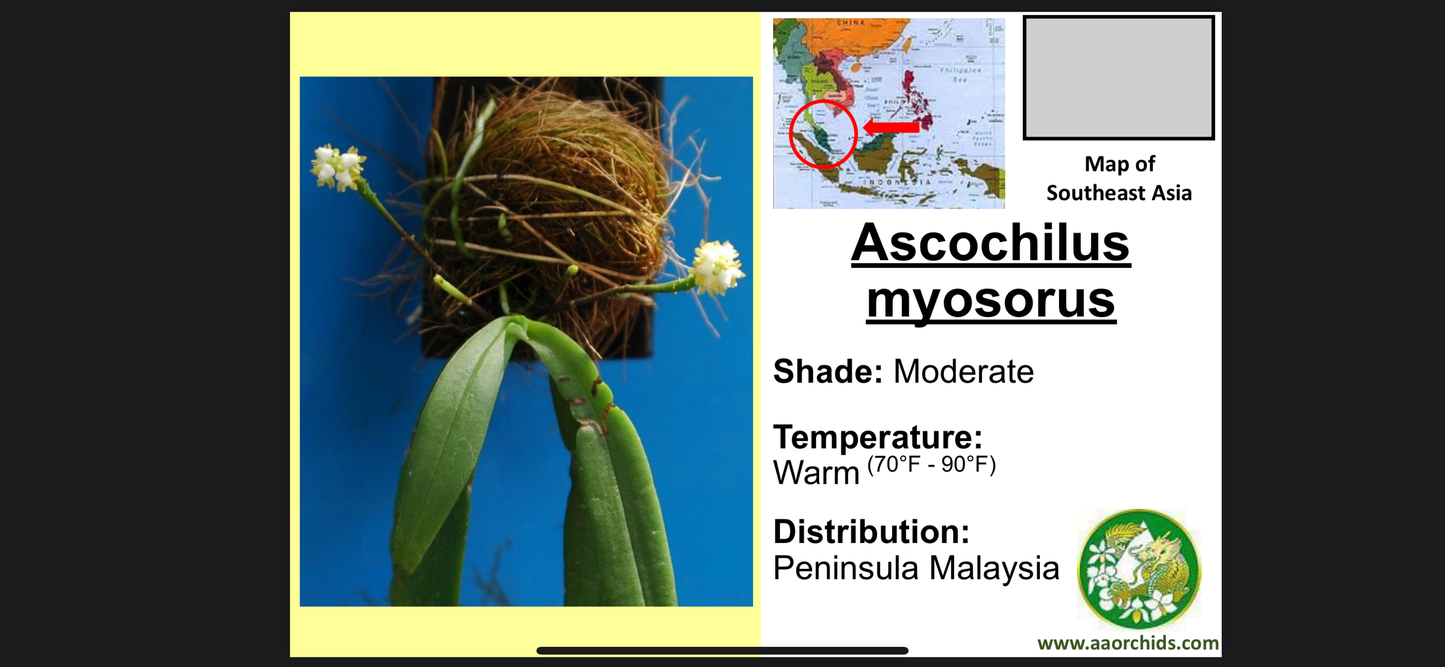 Ascochilus myosurus