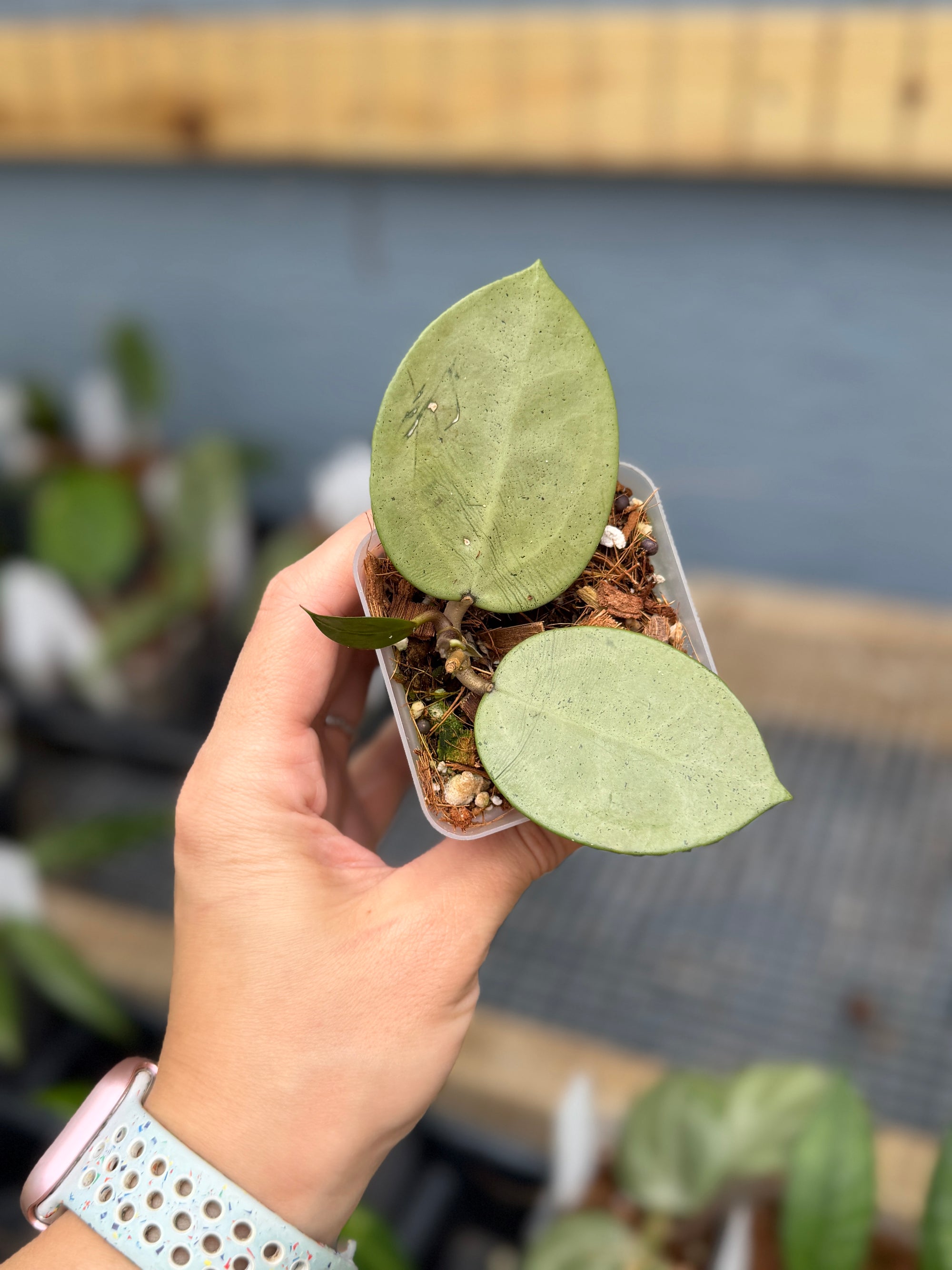 Hoya verticillata (heart-shape, silver)