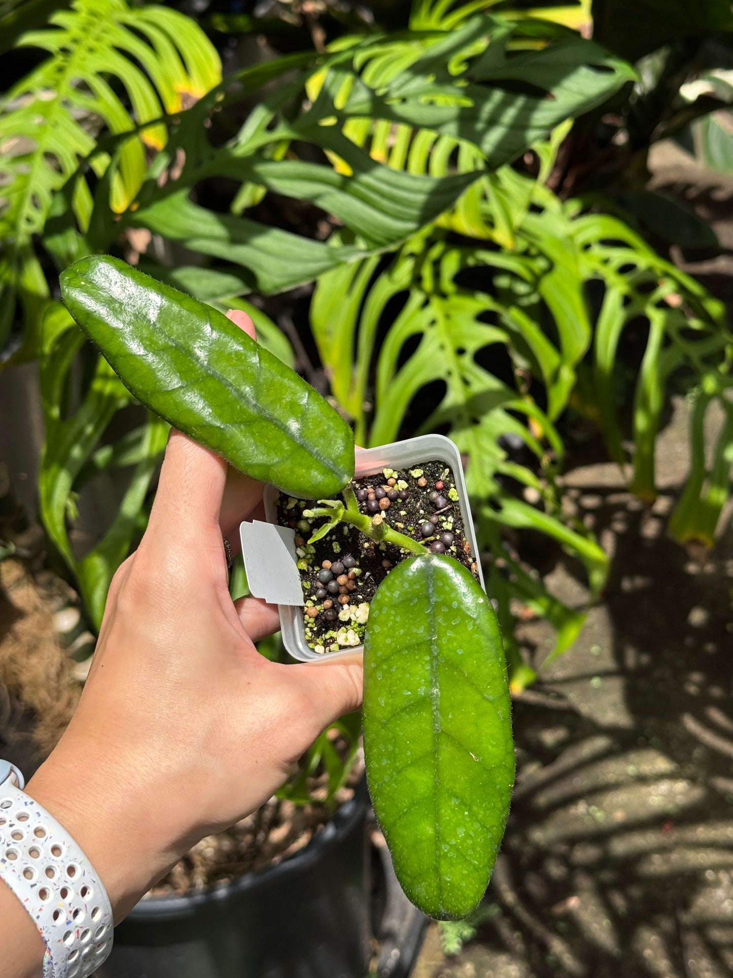 Hoya Sp. Welch Mountain Zoo
