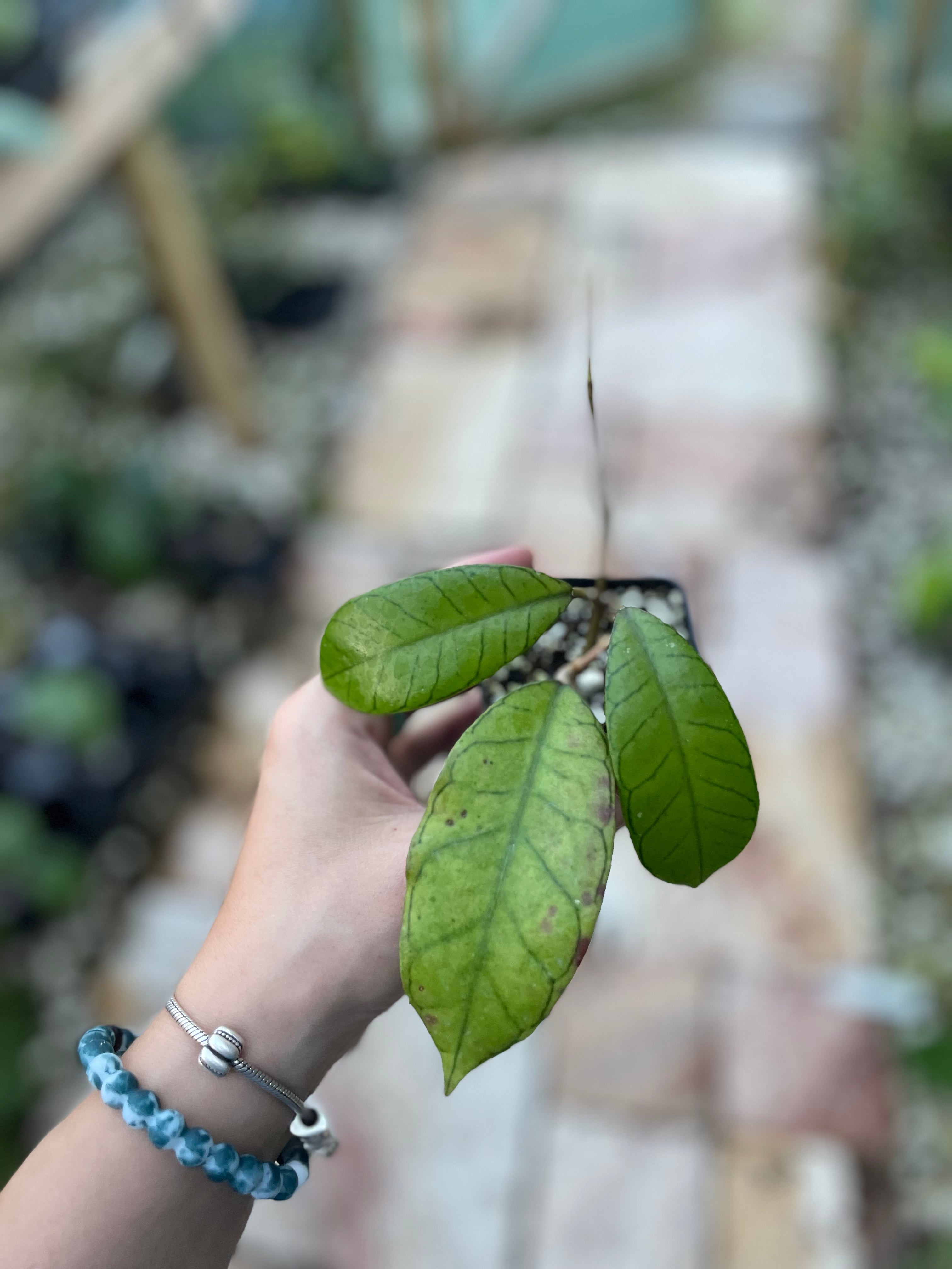 Hoya sp. Gunung Gading – Jax's Jungle