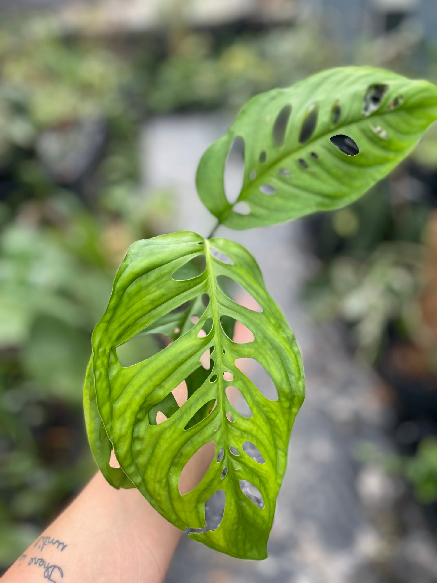 Monstera esqueleto