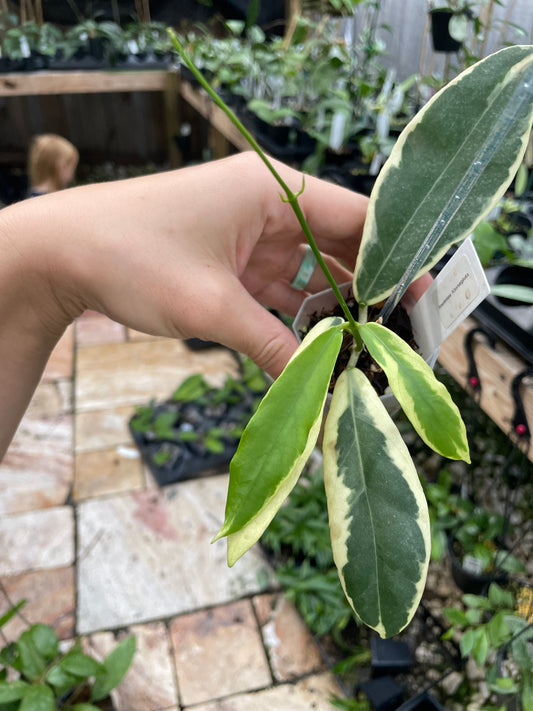 hoya pimenteliana  albomarginata