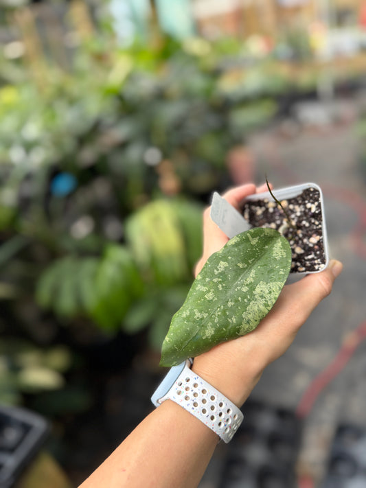 Hoya GTX021a 'Maria'