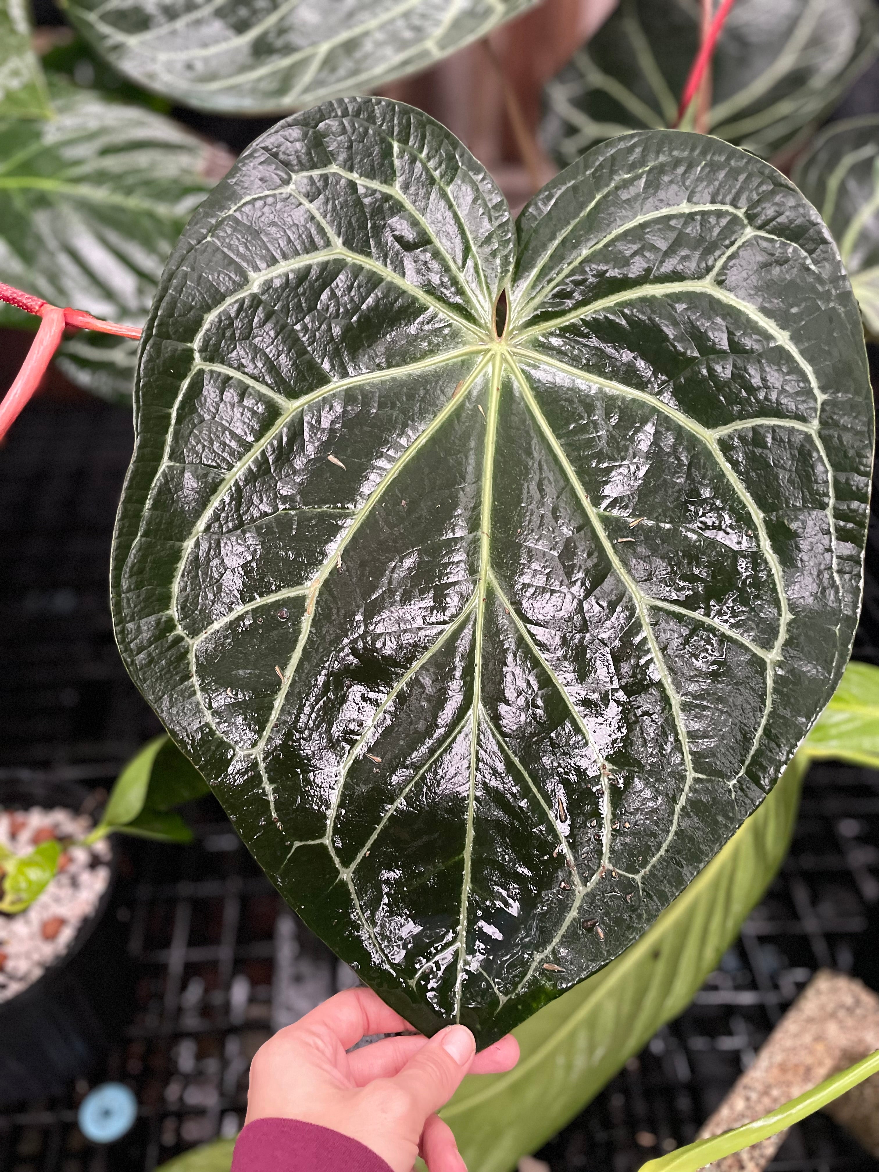 Anthurium doc block noid seedling – Jax's Jungle