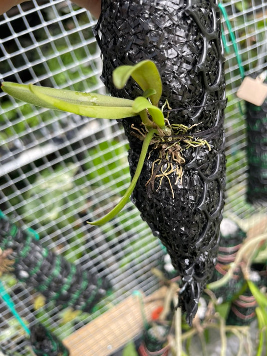 Bulbophyllum auratum