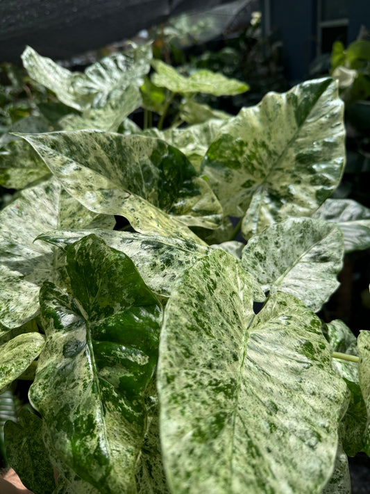 Alocasia ‘Blizzard’