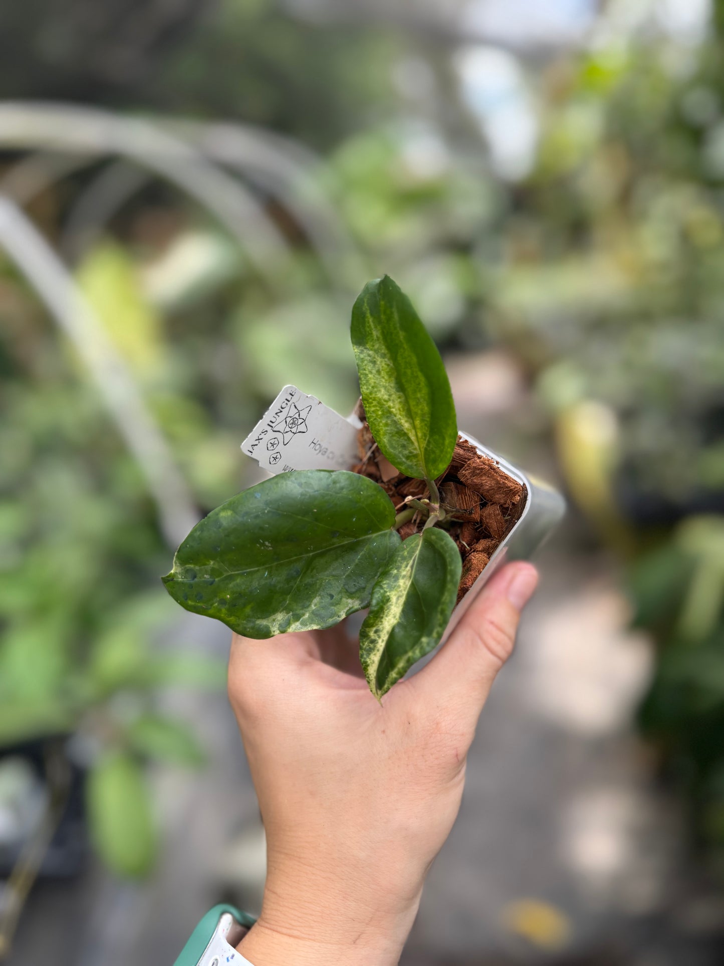Hoya CV Candy
