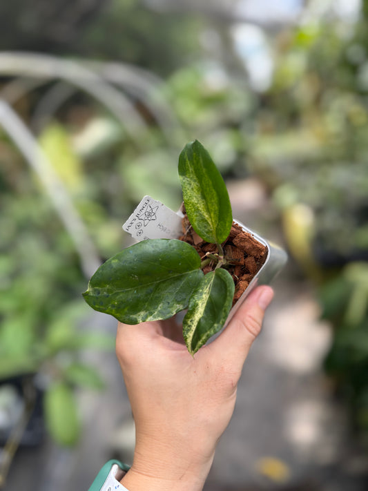 Hoya CV Candy