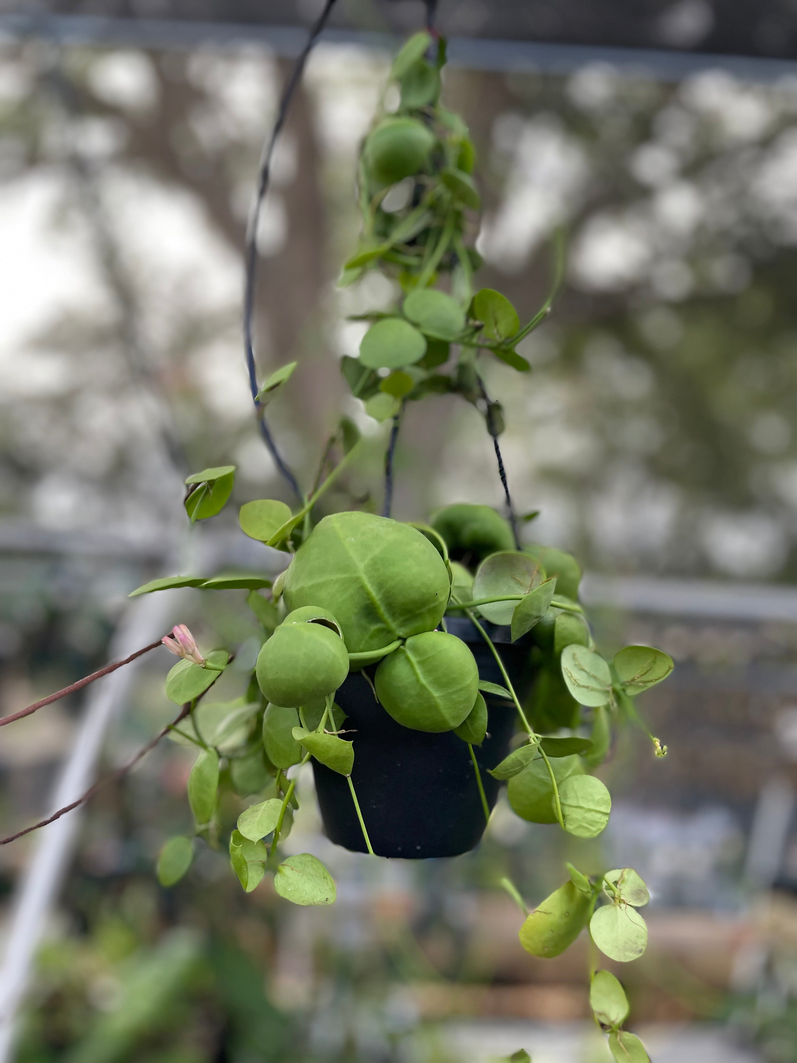 4” hanging pots – Jax's Jungle