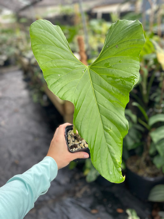 Anthurium Balaoanum