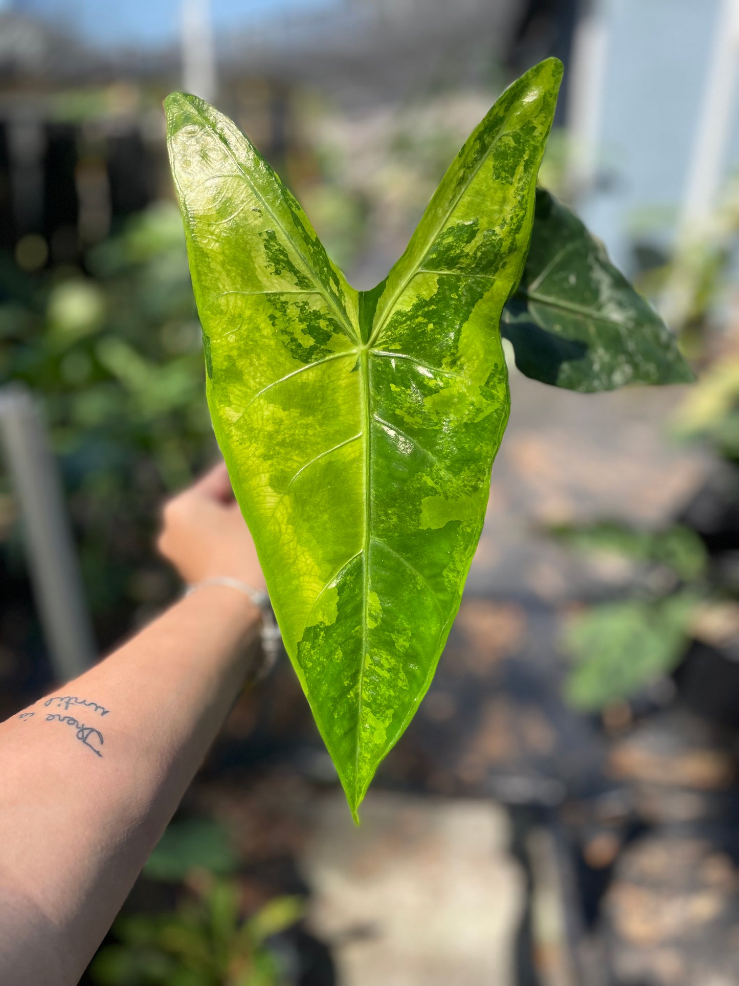 Alocasia Longiloba Albo Variegated