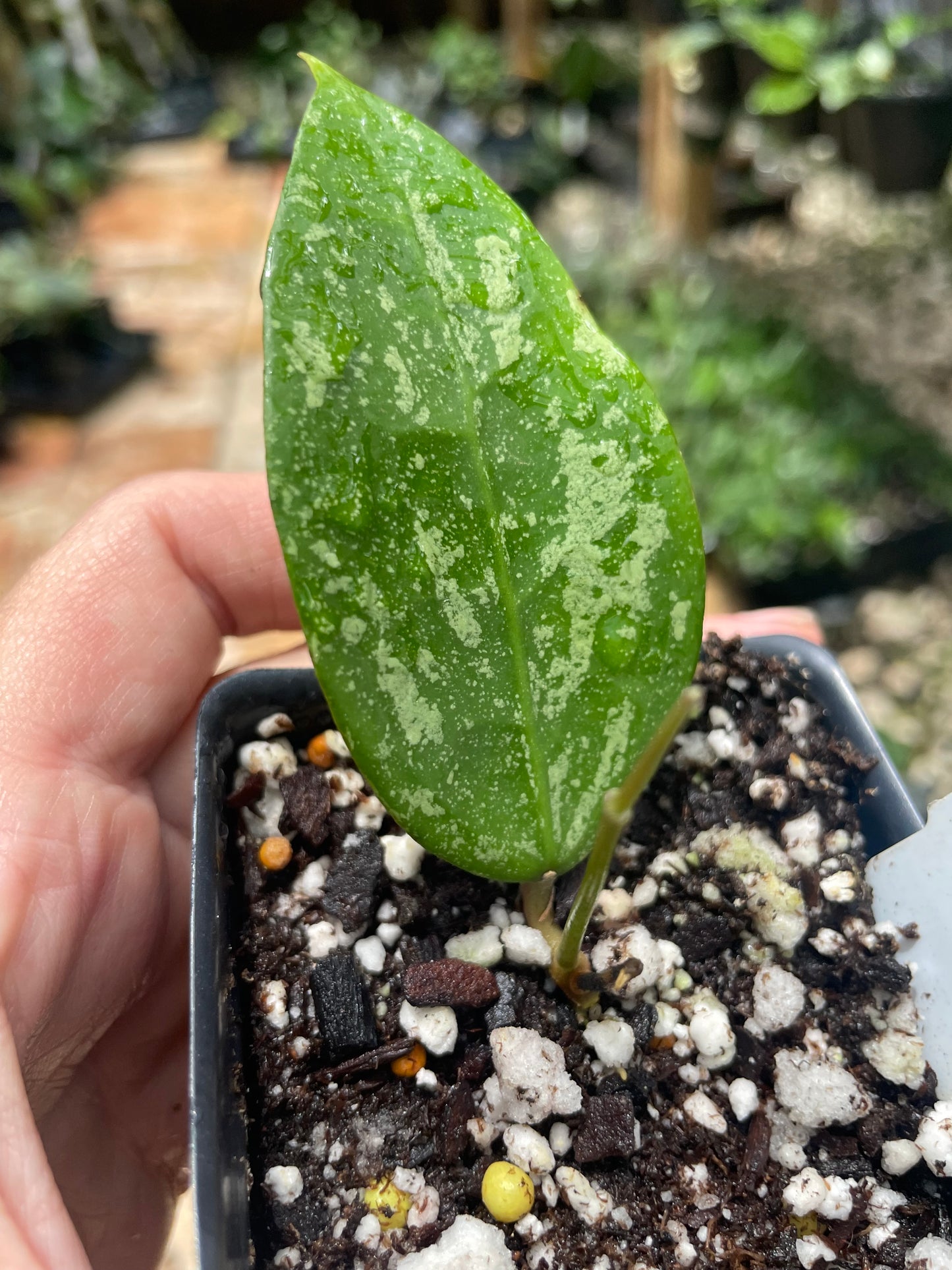 Hoya Verticillata splash