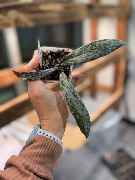 Hoya pubicalyx (outer variegated)