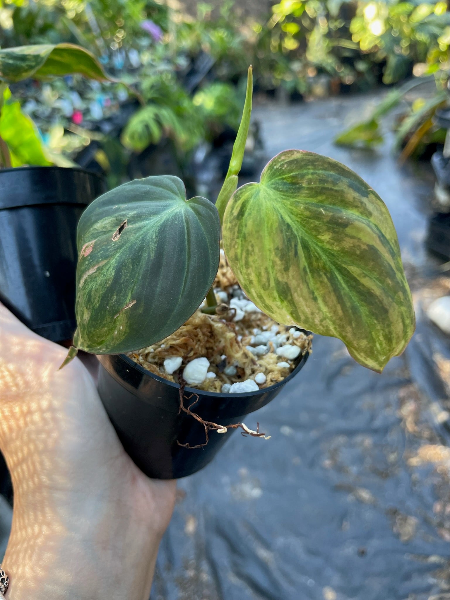 Variegated Philodendron micans selling (Imperfect)