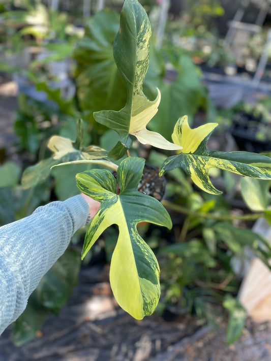 Philodendron Florida Beauty