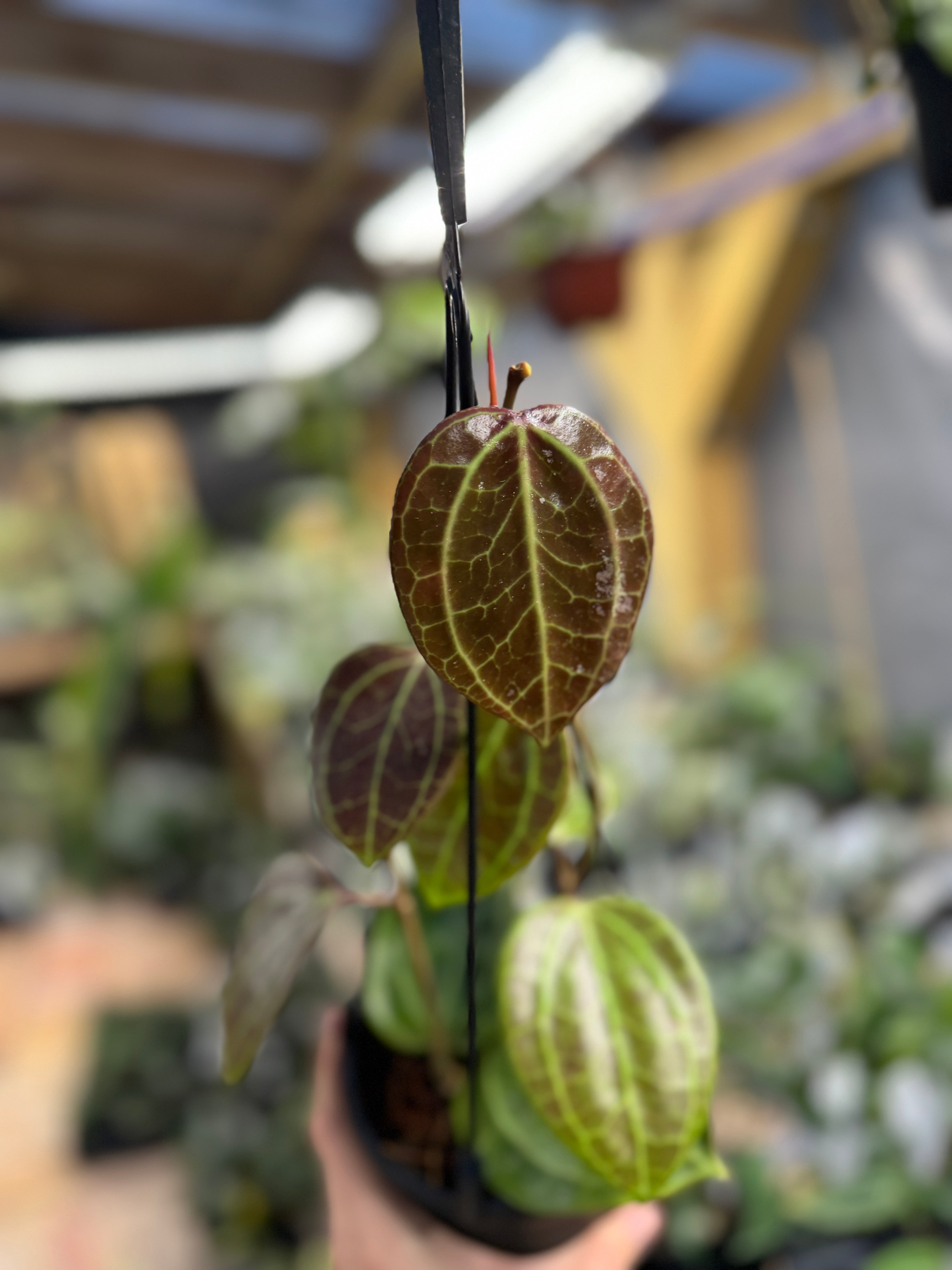 D95D77BF-F169-40E1-8973-