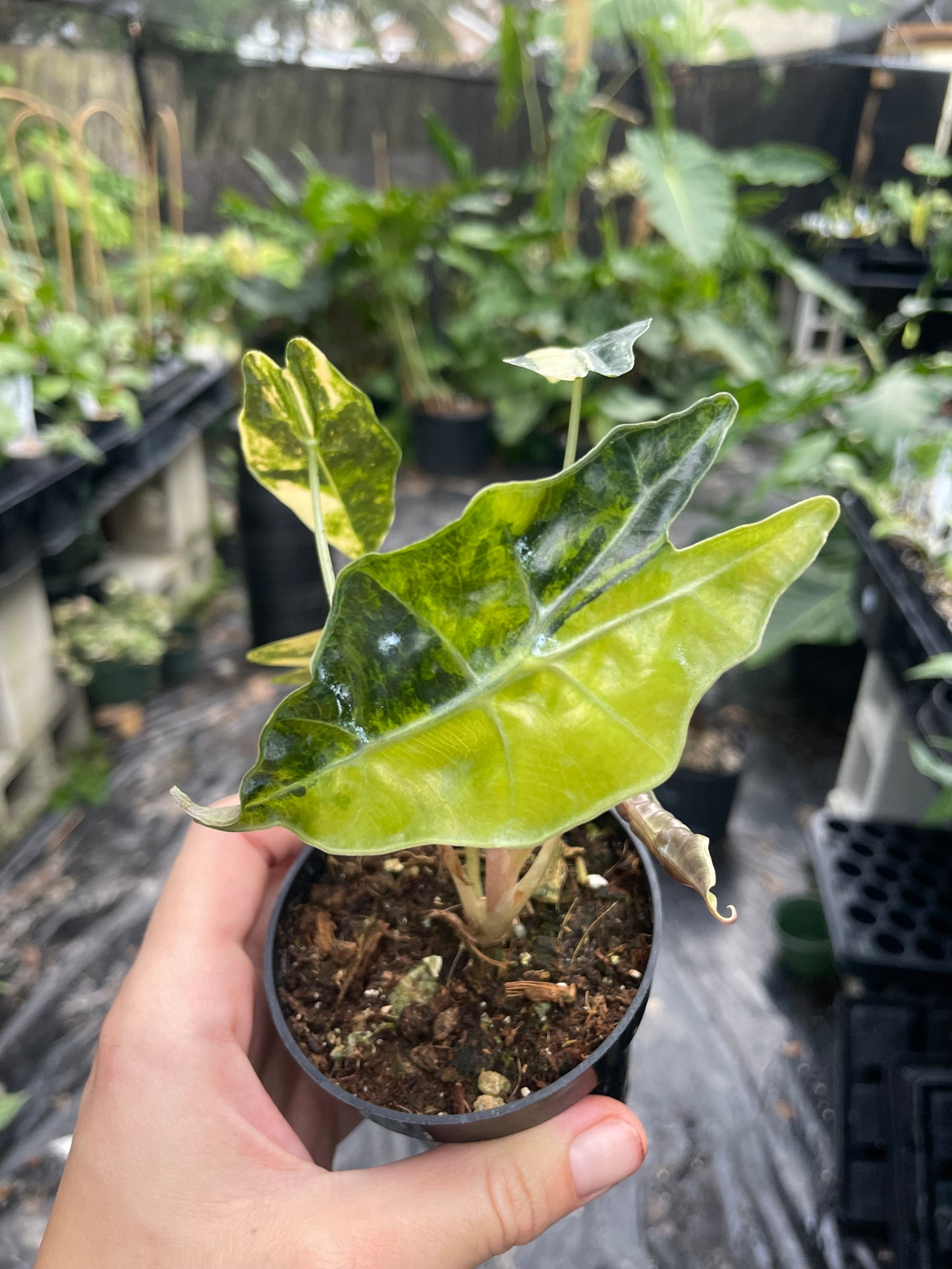 Alocasia bulls aurea