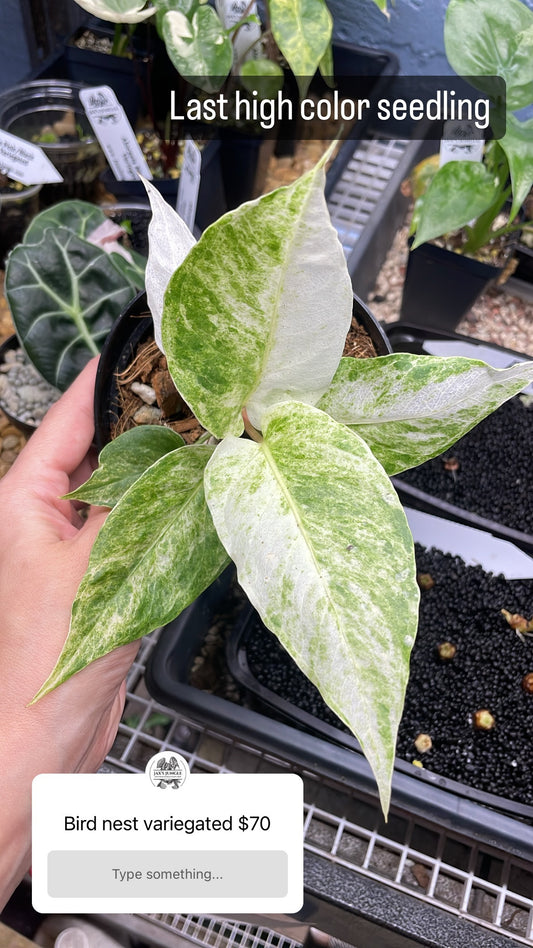 Anthurium bird nest variegated