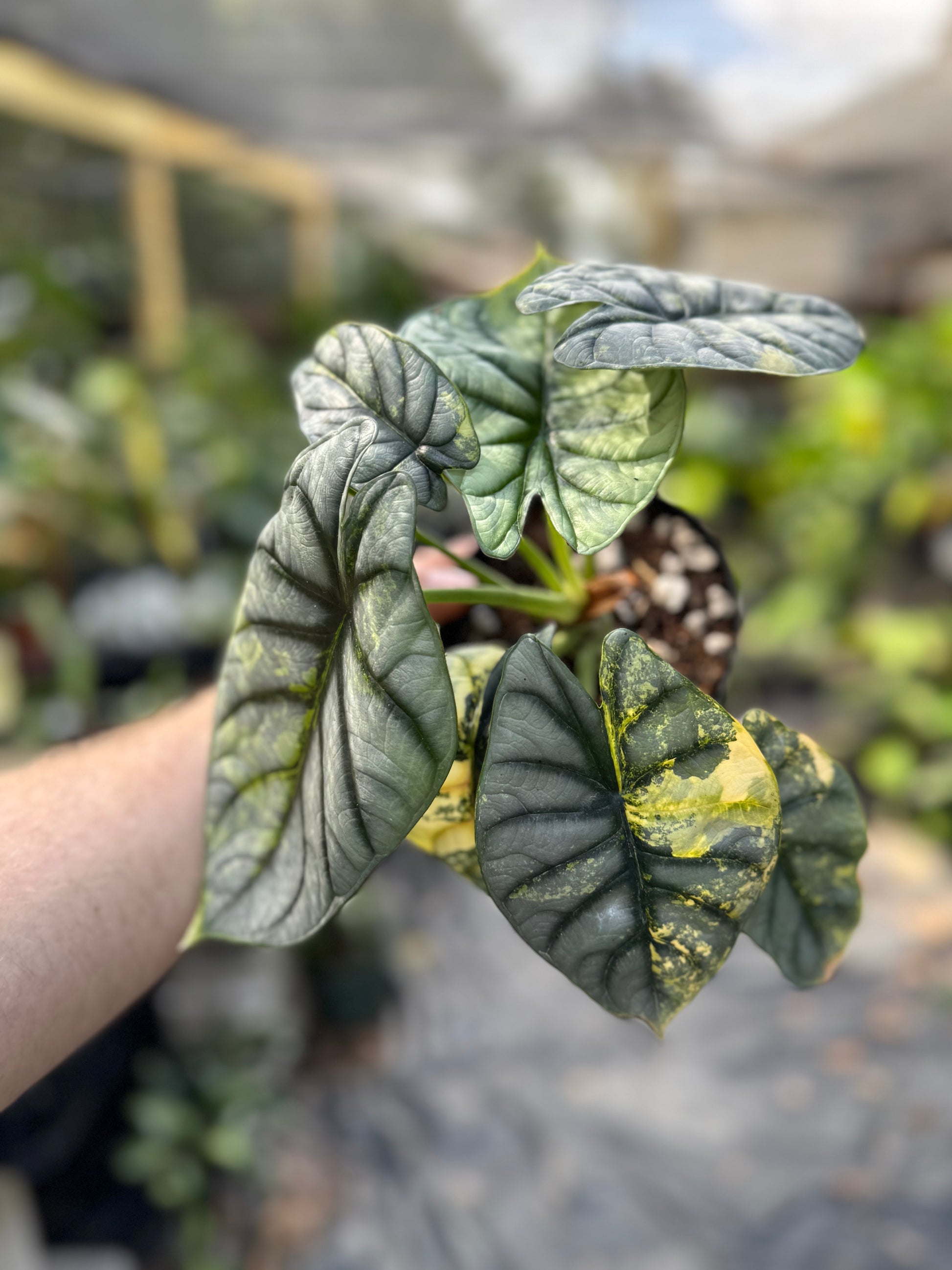 Alocasia silver dragon Aurea variegated – Jax's Jungle Alocasia silver dragon Aurea variegated – Jax's Jungle