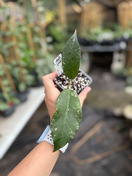 Hoya sp. Pungke Jaya ABS008