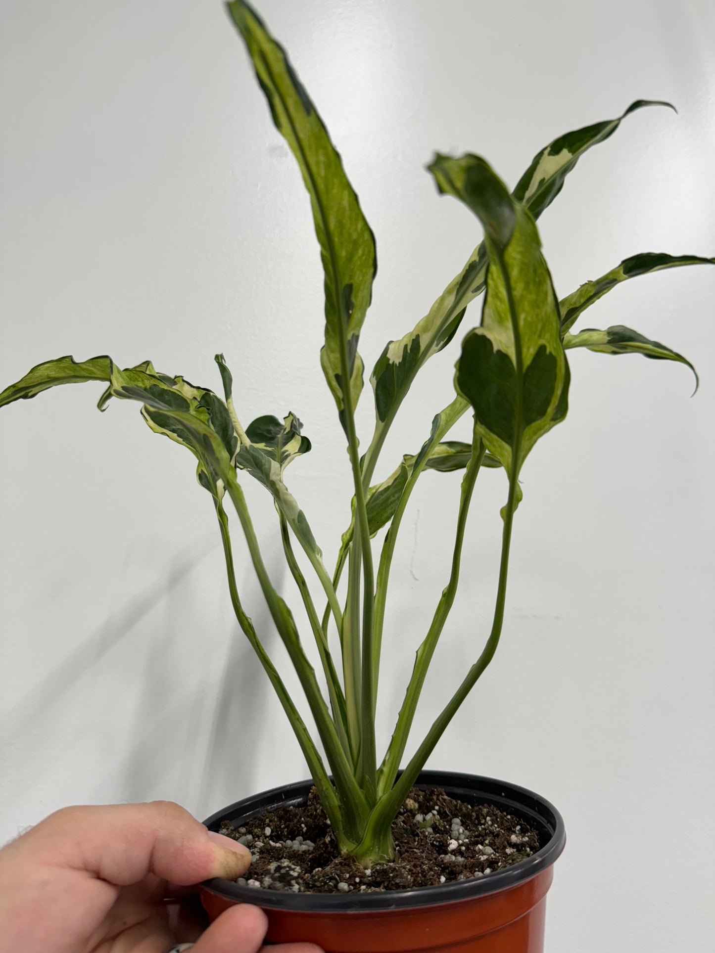 Spathiphyllum mutation aurea variegated
