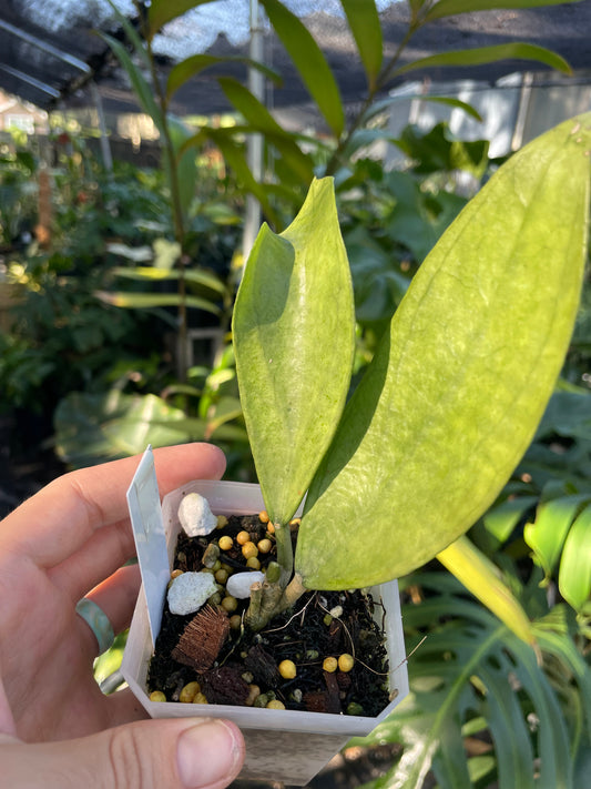 Hoya sp Germany silver