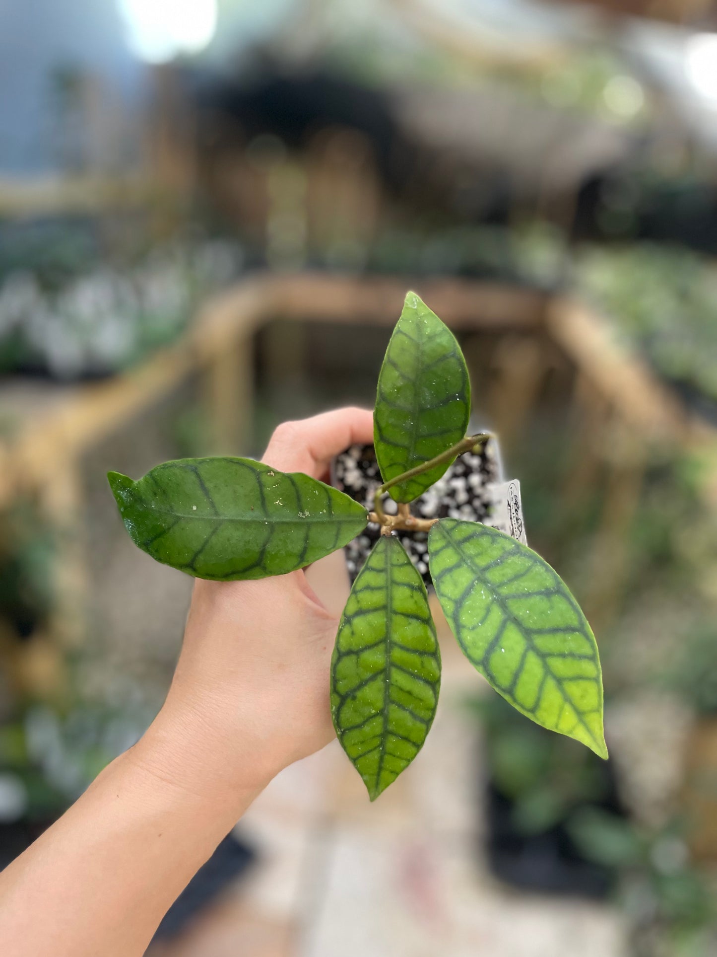 Hoya callistophylla