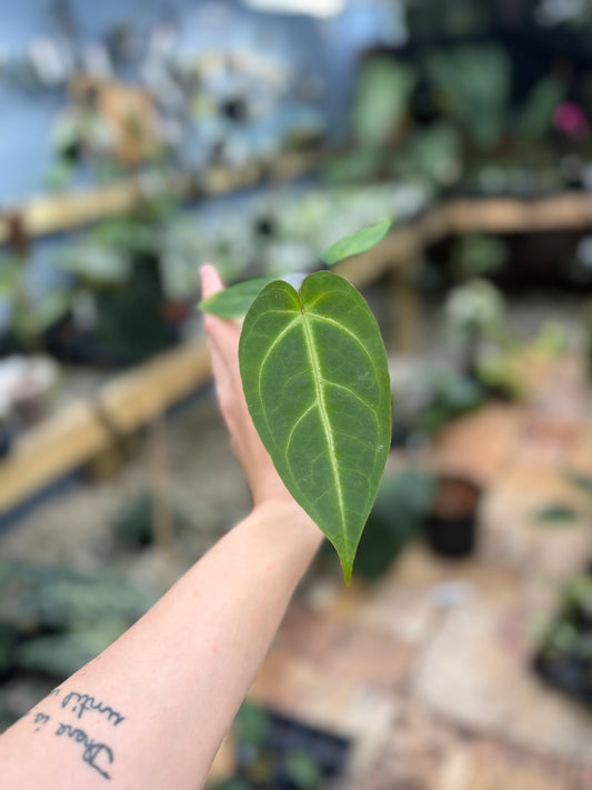 Anthurium papillilaminum x Michelle