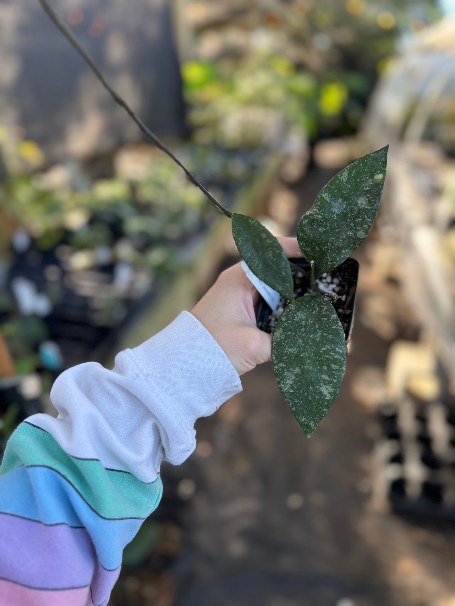 Hoya rundumensis (splash)