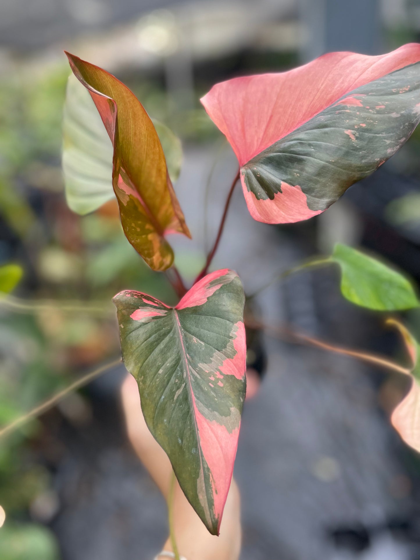 Homalomena pink diamond