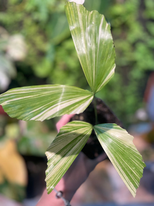 Variegated Fishtail Palm Tree (caryota mitis)