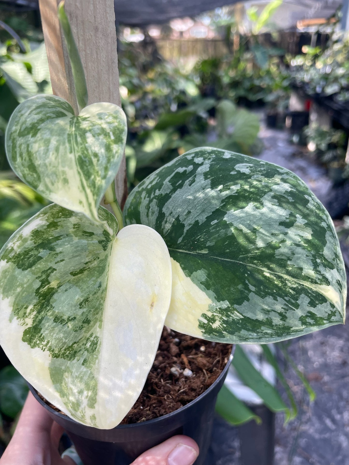 Scindapsus Exotica Variegated