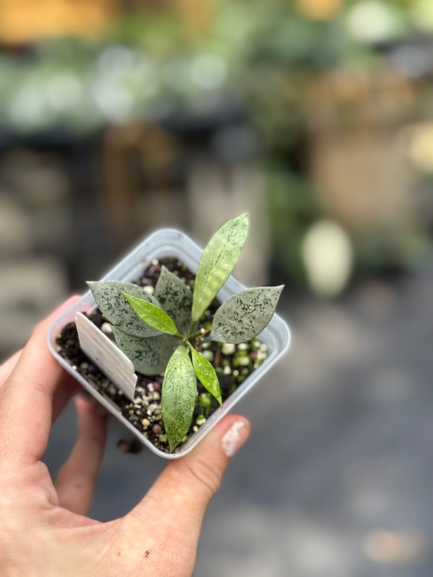 Hoya lacunosa ‘Leopard Skin’