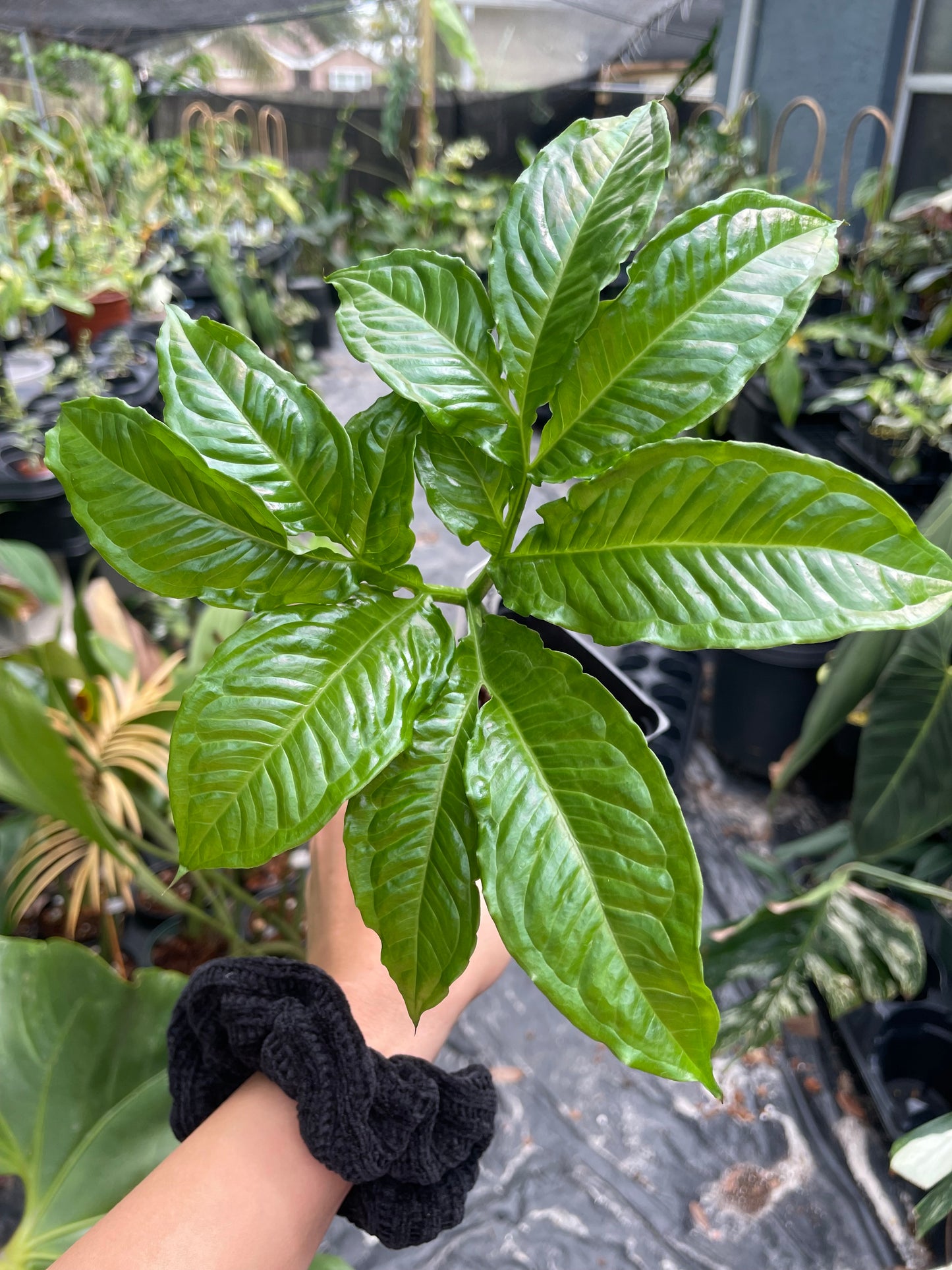 Amorphophallus lambii (green flower!)